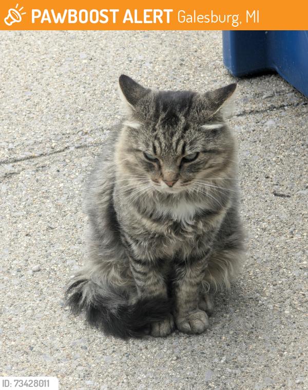Found/Stray Unknown Cat last seen Exit 85 I94, Galesburg, MI 49053