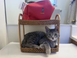 Reunited Female Cat last seen Shore Acres, St. Petersburg, FL 33703