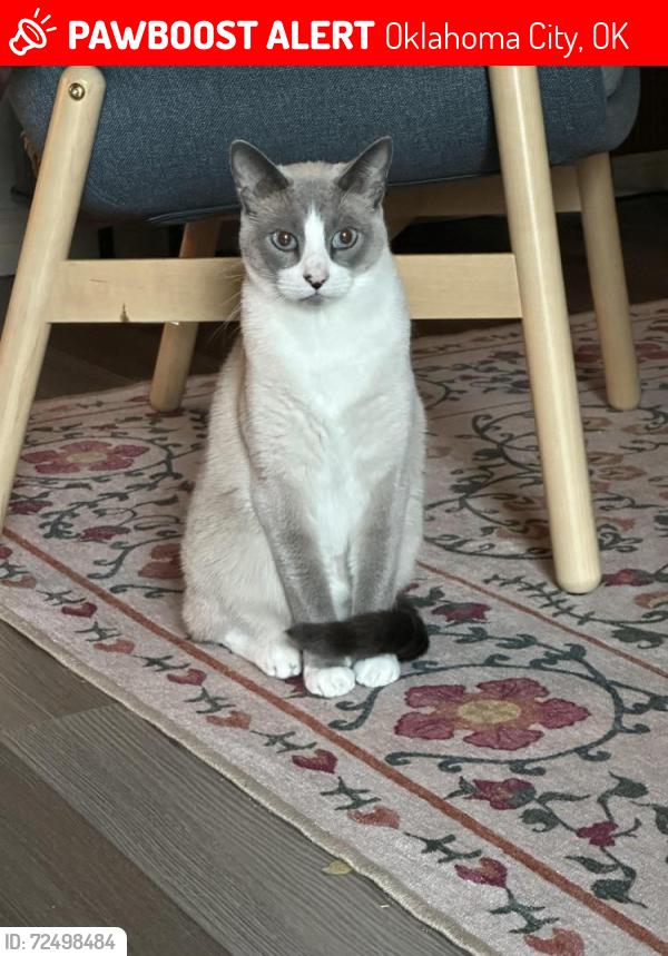 Lost Male Cat last seen SW 134 St and Western, Oklahoma City, OK 73064