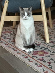 Lost Male Cat last seen SW 134 St and Western, Oklahoma City, OK 73064
