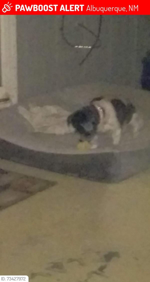 Lost Female Dog last seen Gun club, Albuquerque, NM 87105