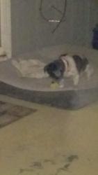 Lost Female Dog last seen Gun club, Albuquerque, NM 87105