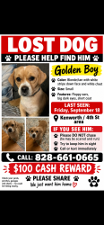 Lost Male Dog last seen hickory, Hickory, NC 28602