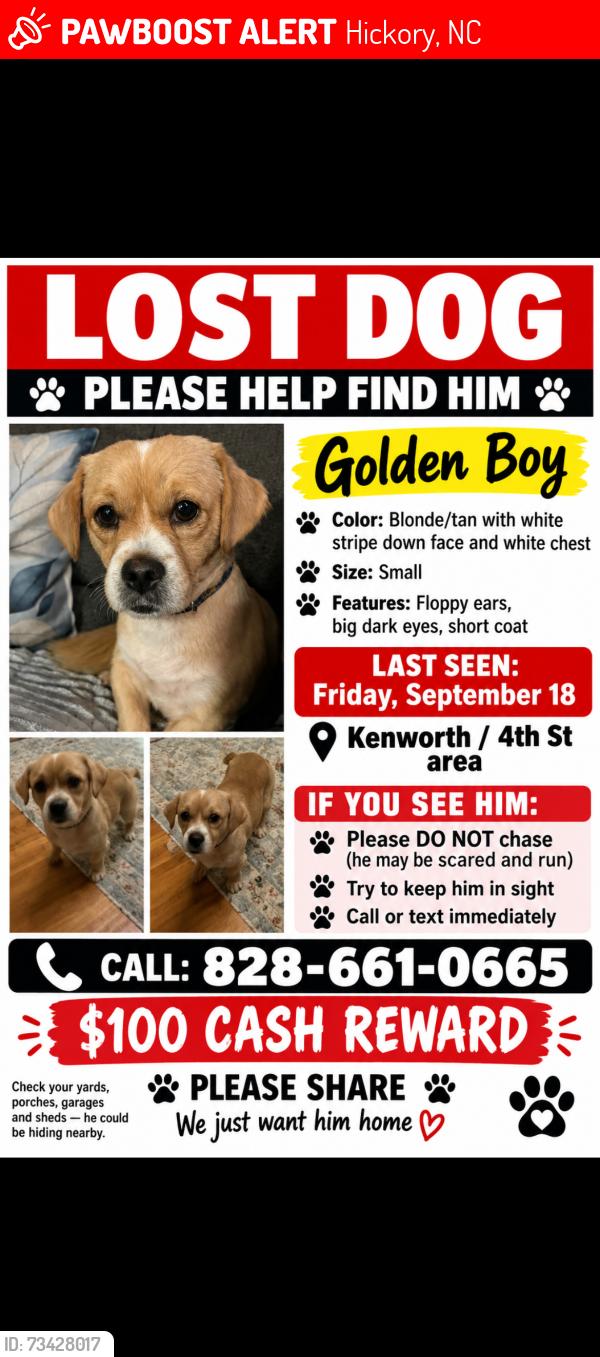 Lost Male Dog last seen hickory, Hickory, NC 28602
