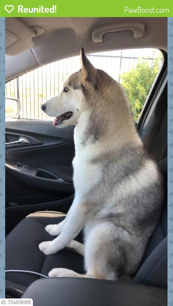 Reunited Female Dog last seen Bellflower & rodeo dr, Adelanto, CA 92301