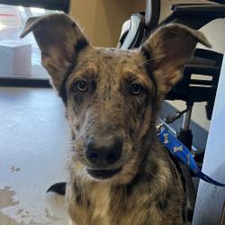 Shelter Stray Male Dog last seen , 4575 E Mesquite Ave, Palm Springs, CA 92264, USA