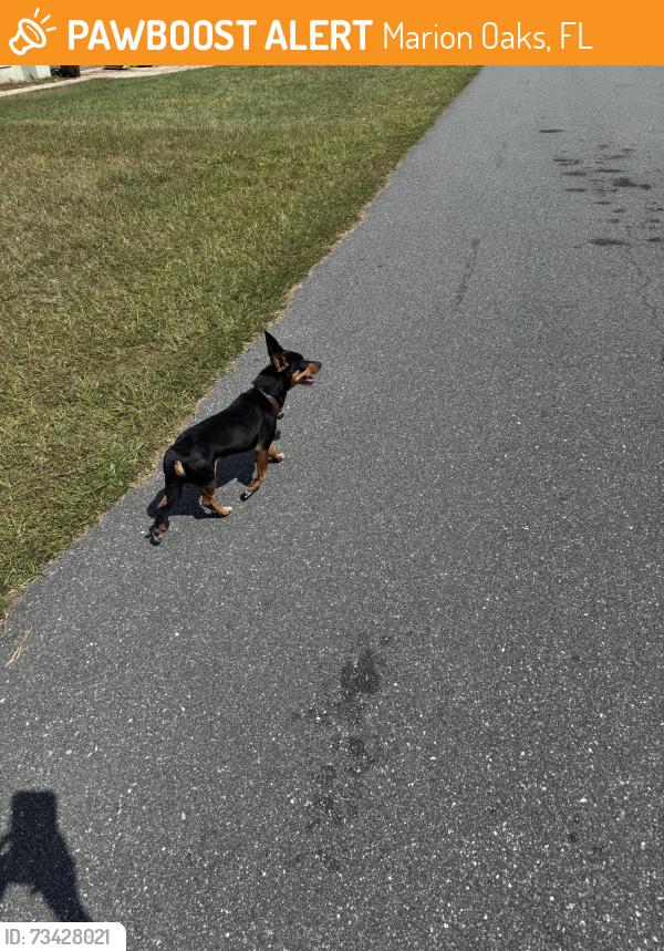 Found/Stray Unknown Dog last seen Sw 63rd ter, Marion Oaks, FL 34473