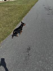 Found/Stray Unknown Dog last seen Sw 63rd ter, Marion Oaks, FL 34473