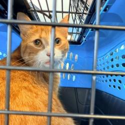 Shelter Stray Female Cat last seen , 12910 Yukon Ave, Hawthorne, CA 90250, USA