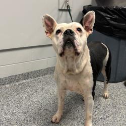 Shelter Stray Female Dog last seen , 328 Furman Hall Rd, Greenville, SC 29609, USA