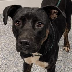 Shelter Stray Female Dog last seen , 328 Furman Hall Rd, Greenville, SC 29609, USA
