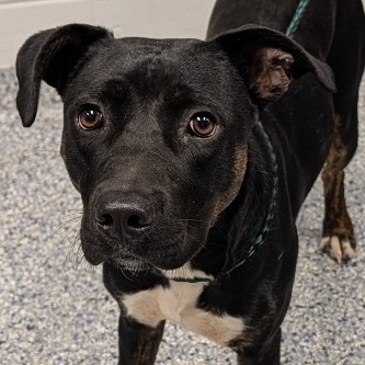 Shelter Stray Female Dog last seen , 328 Furman Hall Rd, Greenville, SC 29609, USA