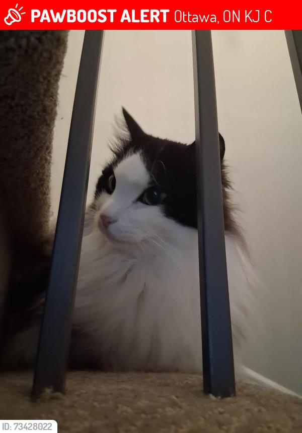 Lost Male Cat last seen Longfields Davidson Height School, Ottawa, ON K2J 5C6