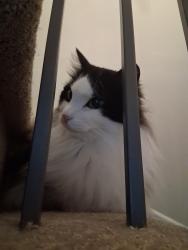 Lost Male Cat last seen Longfields Davidson Height School, Ottawa, ON K2J 5C6