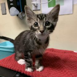 Shelter Stray Male Cat last seen , 361 S Raymond Ave, Pasadena, CA 91105, USA