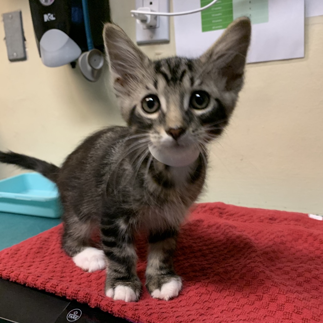 Shelter Stray Male Cat last seen , 361 S Raymond Ave, Pasadena, CA 91105, USA