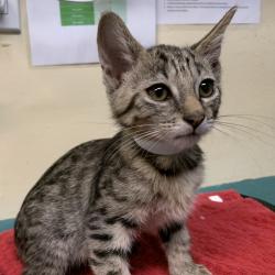 Shelter Stray Male Cat last seen , 361 S Raymond Ave, Pasadena, CA 91105, USA
