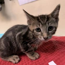 Shelter Stray Male Cat last seen , 361 S Raymond Ave, Pasadena, CA 91105, USA