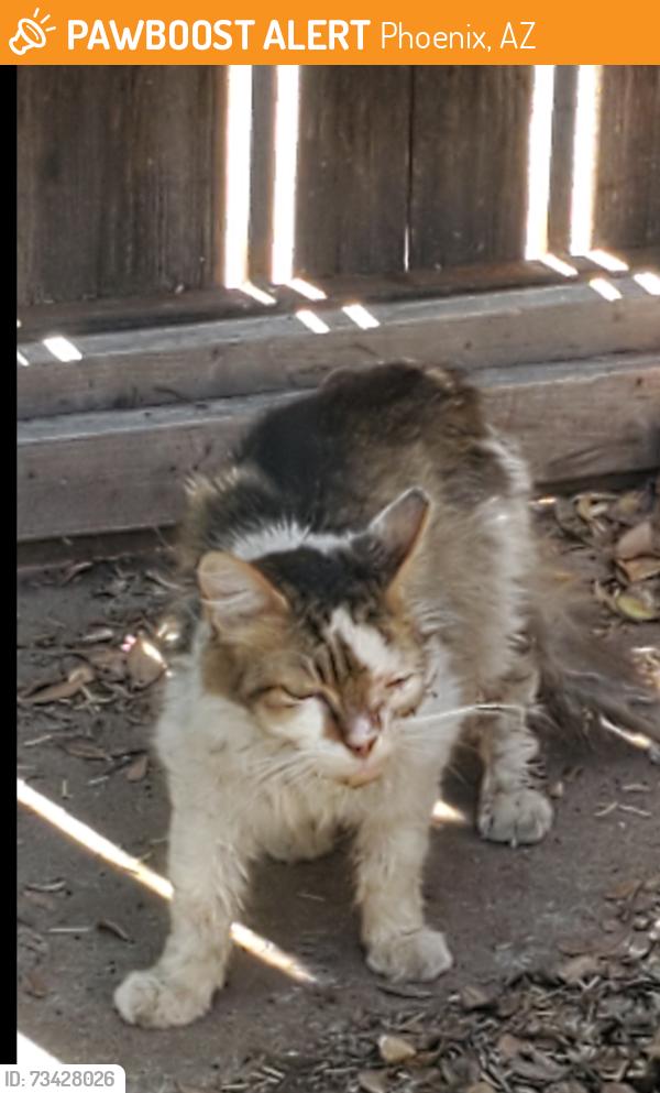 Found/Stray Unknown Cat last seen 7th Ave and Indian School, Phoenix, AZ 85013