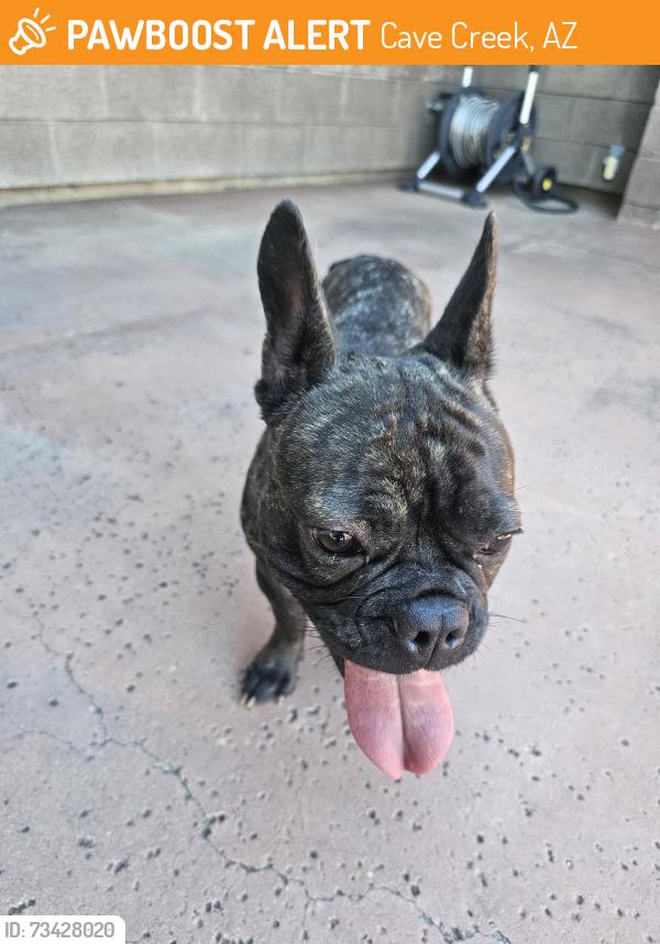 Found/Stray Female Dog last seen Montgomery Road & 61st Streen, Cave Creek, AZ 85331