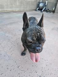 Found/Stray Female Dog last seen Montgomery Road & 61st Streen, Cave Creek, AZ 85331