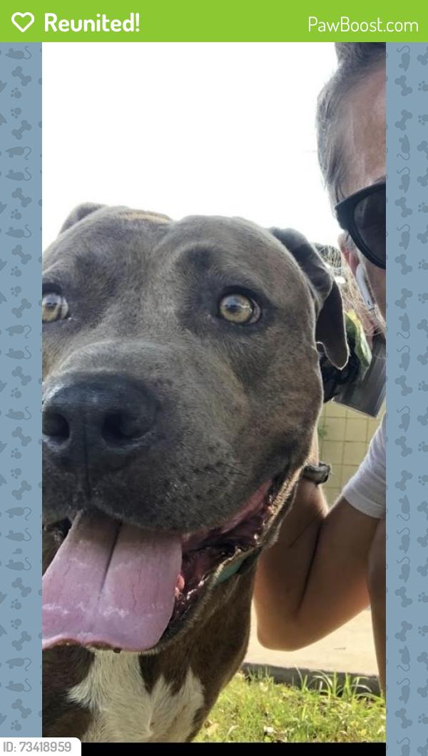 Reunited Male Dog last seen Capri on camelback apmts, 40th st and camelback, Phoenix, AZ 85018