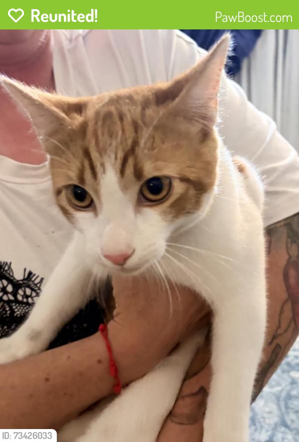 Reunited Unknown Cat last seen Ponderosa and Temple, Camarillo, CA 93010