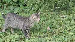 Found/Stray Female Cat last seen 21st and lafayette, Indianapolis, IN 46222