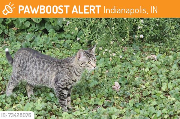 Found/Stray Female Cat last seen 21st and lafayette, Indianapolis, IN 46222