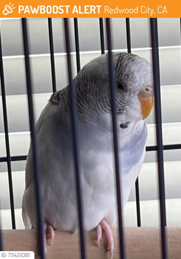 Found/Stray Unknown Bird last seen Vera Avenue and Fulton Street, Redwood City, CA 94061