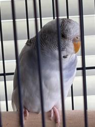 Found/Stray Unknown Bird last seen Vera Avenue and Fulton Street, Redwood City, CA 94061
