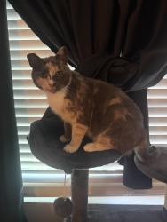 Lost Female Cat last seen Alondra and center, Compton, CA 90220
