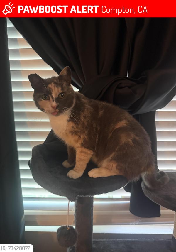 Lost Female Cat last seen Alondra and center, Compton, CA 90220
