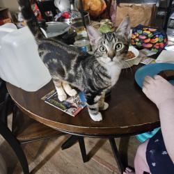 Lost Male Cat last seen Hacienda Hills apts from outside of my patio., North Las Vegas, NV 89030