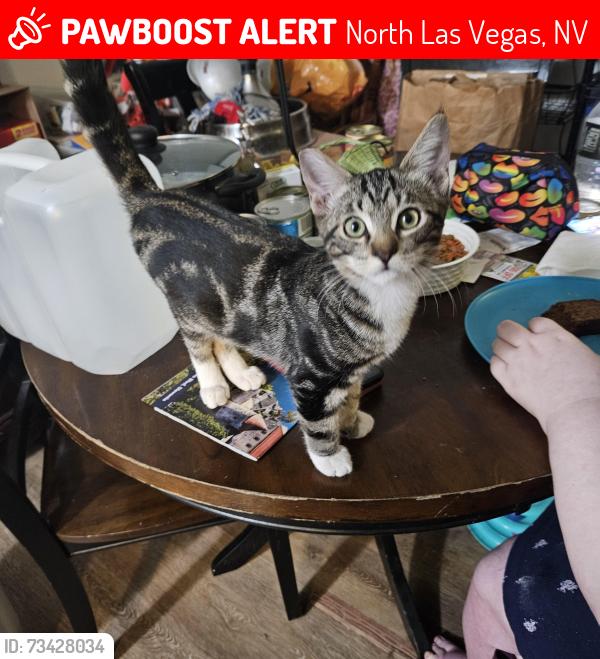 Lost Male Cat last seen Hacienda Hills apts from outside of my patio., North Las Vegas, NV 89030
