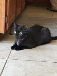 Reunited Male Cat last seen terri court, Cherry Hill, VA 22026