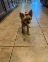 Lost Female Dog last seen Near Jeremiah, San Antonio, TX 78254