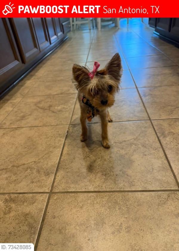 Lost Female Dog last seen Near Jeremiah, San Antonio, TX 78254