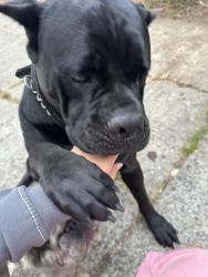 Reunited Female Dog last seen Sperry ave and central ave, Vallejo, CA 94590