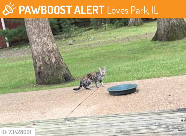 Found/Stray Unknown Cat last seen Wil Acre Dr and Terra Trees Ct, Loves Park, IL 61111