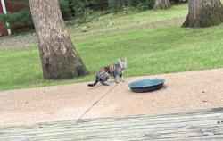 Found/Stray Unknown Cat last seen Wil Acre Dr and Terra Trees Ct, Loves Park, IL 61111