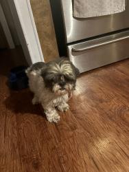 Reunited Female Dog last seen Seven Palms, Phoenix, AZ 85022, USA, Phoenix, AZ 85022