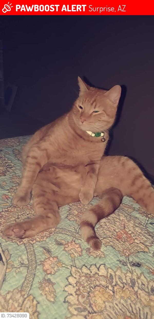 Lost Male Cat last seen 114th and Bell, Surprise, AZ 85378