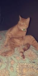 Lost Male Cat last seen 114th and Bell, Surprise, AZ 85378