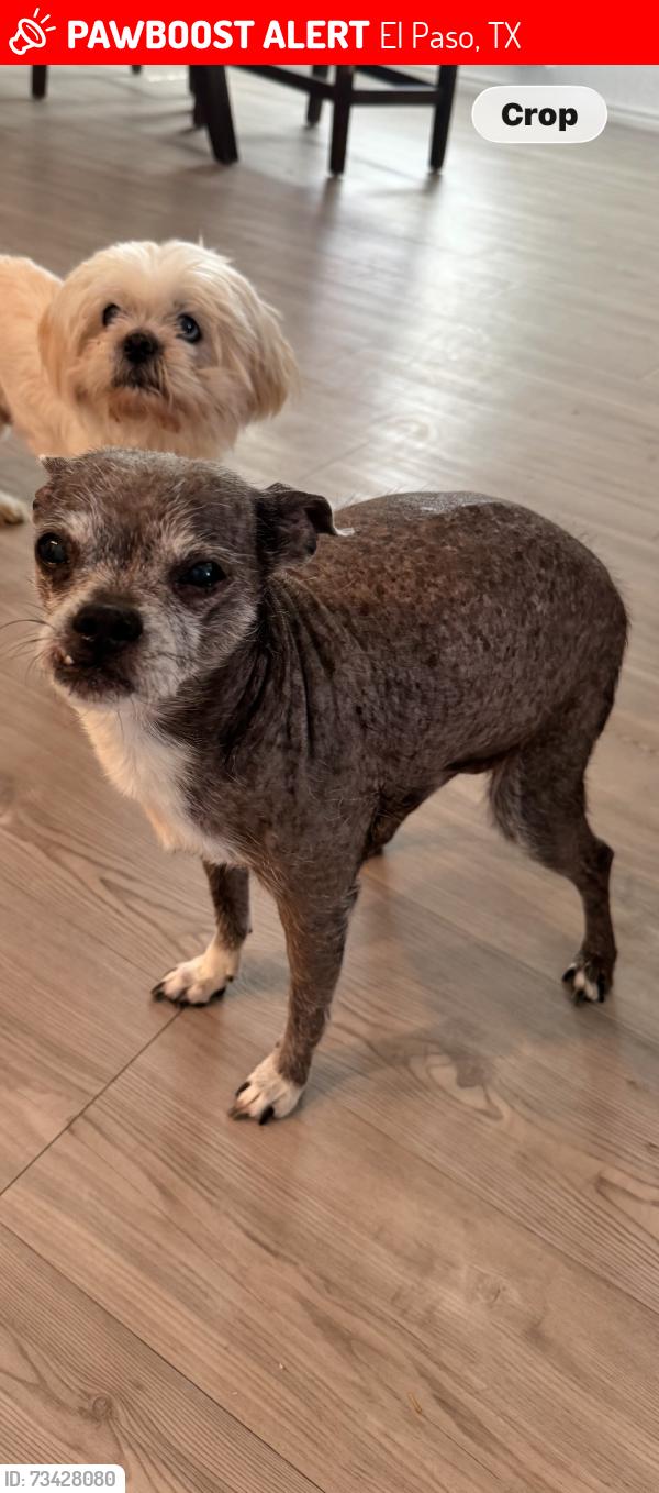 Lost Male Dog last seen Marty Robbins park, El Paso, TX 79936