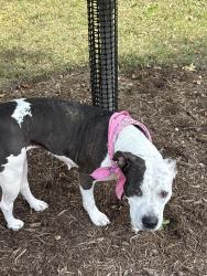Found/Stray Female Dog last seen Devon hill rd, Rocky River, OH 44116