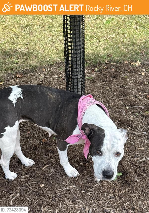 Found/Stray Female Dog last seen Devon hill rd, Rocky River, OH 44116