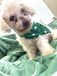 Lost Male Dog last seen Thunder Tr, Forney, TX 75126