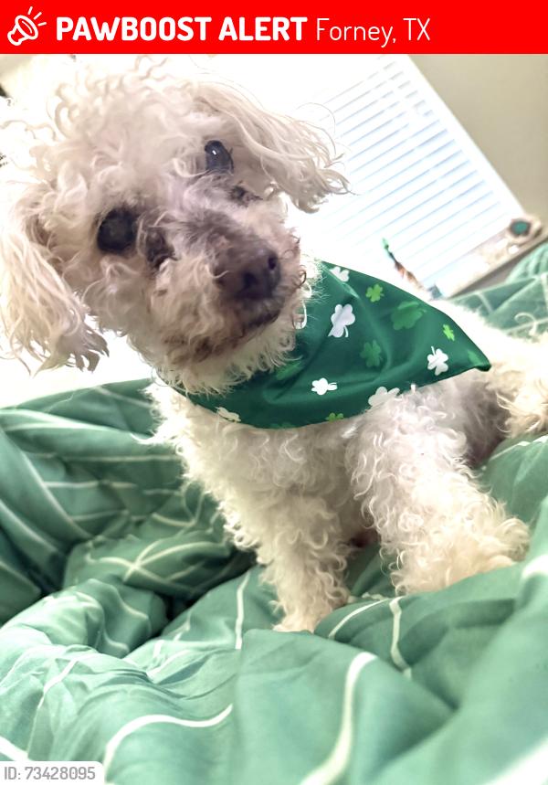 Lost Male Dog last seen Thunder Tr, Forney, TX 75126