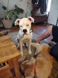 Lost Male Dog last seen Hudgens st honea path,sc, Honea Path, SC 29654